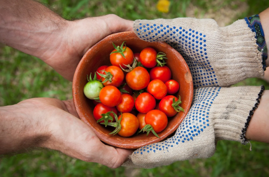 organic food in NZ