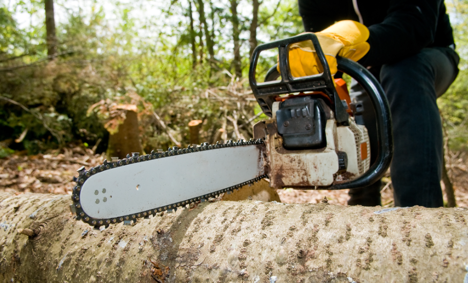 tree removal in Northern Rivers