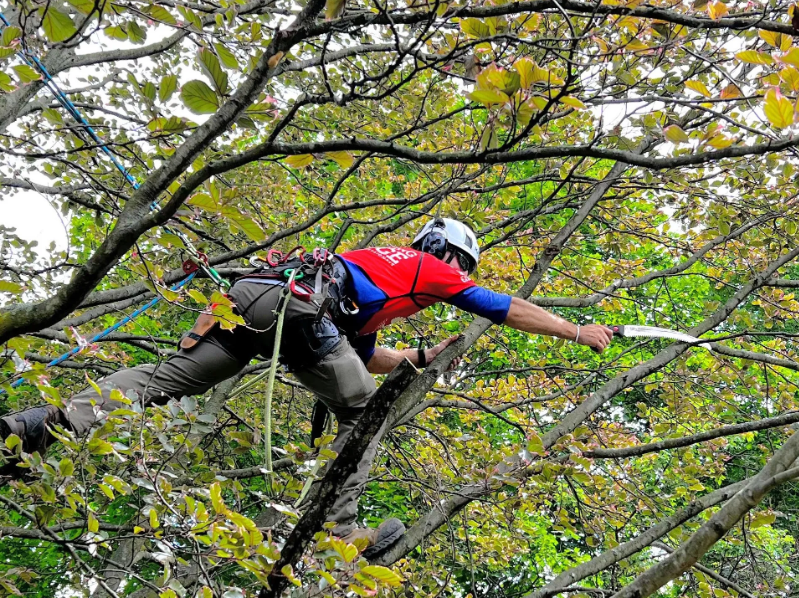 tree removal in Northern Rivers