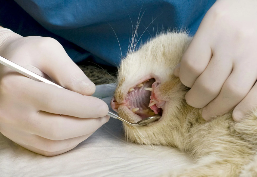 cat dental surgery