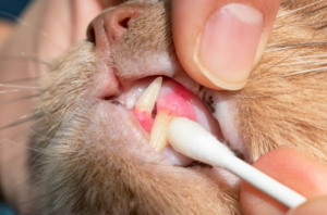 dental extraction cat