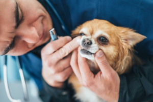 Dental Services for Pets