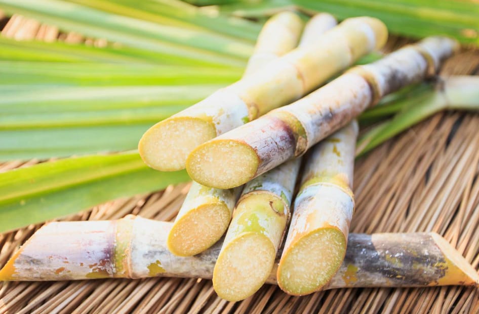 sugar cane in Australia